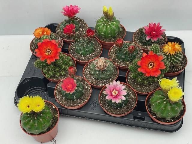 <h4>CACTUS BLOEIEND GEM</h4>