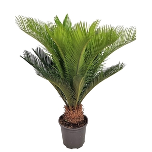 CYCAS REVOLUTA