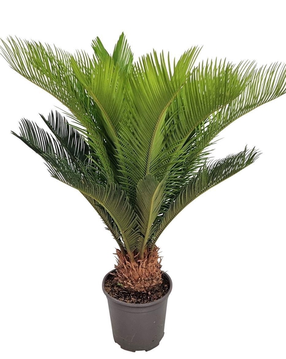 <h4>CYCAS REVOLUTA</h4>
