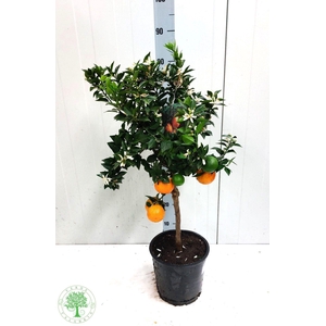 CITR AU CHINOTTO stock