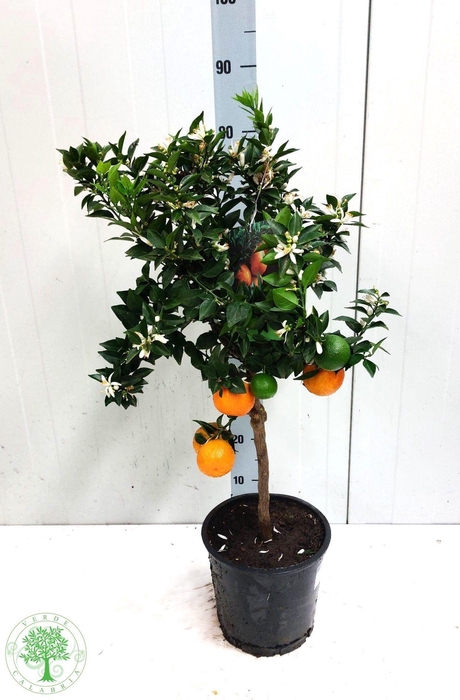 <h4>CITR AU CHINOTTO</h4>