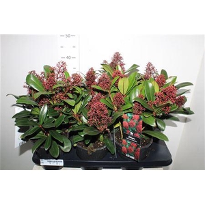 ** Skim J Rubella 10+ * Autumn Promo *