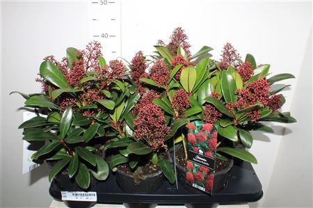 <h4>Skim J Rubella 10+</h4>