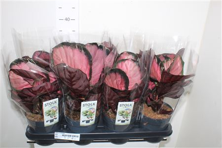 <h4>Calat Ro Crimson</h4>
