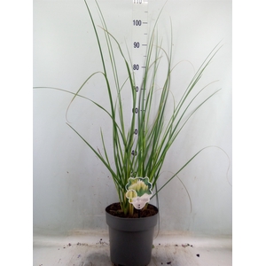 Cortaderia sell. 'Pumila'