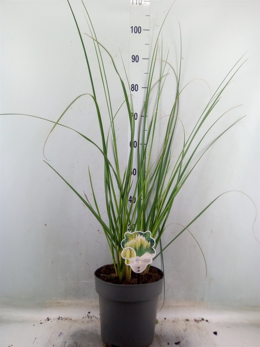 <h4>Cortaderia sell. 'Pumila'</h4>