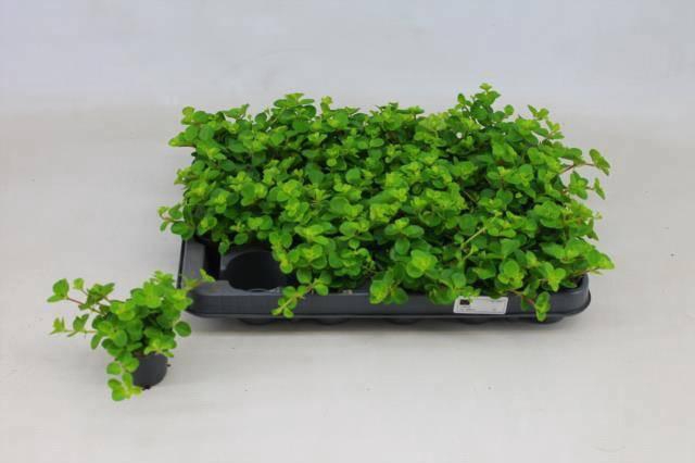 <h4>PEP ROTUNDIFOLIA</h4>