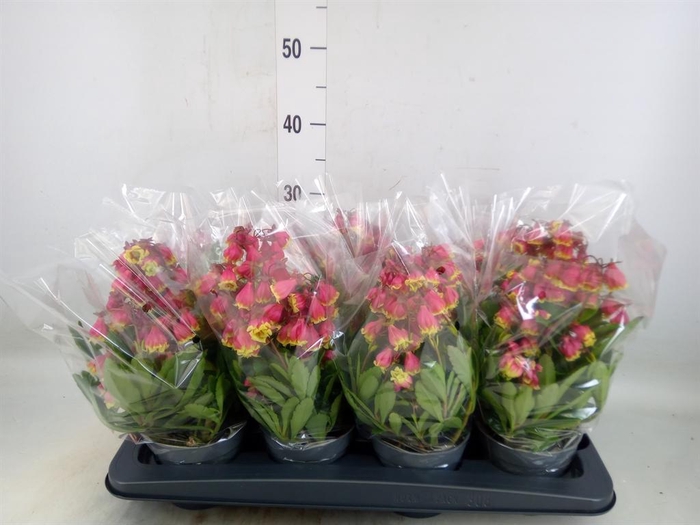 <h4>Kalanchoe HG ...</h4>