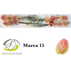 ANTH A MAREA 15
