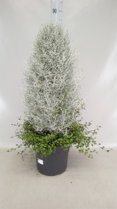 <h4>Leucophyta brownii</h4>