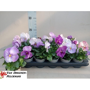 VIO WI DEL PURP SURP