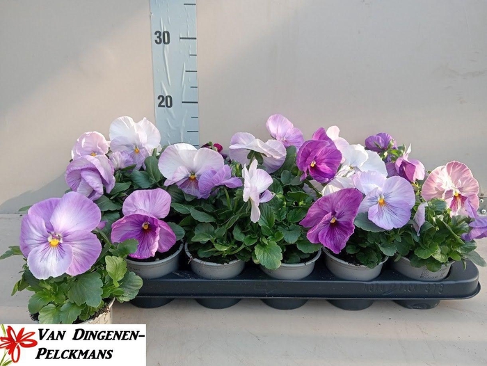 <h4>VIO WI DEL PURP SURP</h4>