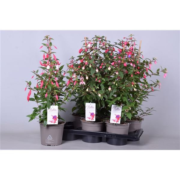 <h4>Fuchsia piramide mix tray</h4>