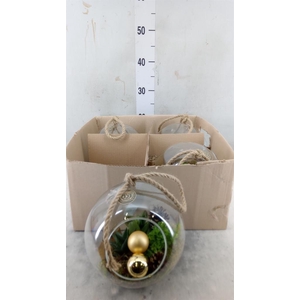 Arr.   Kamerplant Groen L%