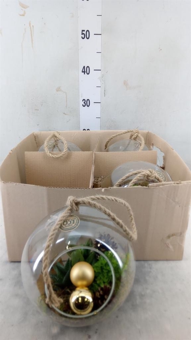 <h4>Arr. Kamerplant Groen L%</h4>