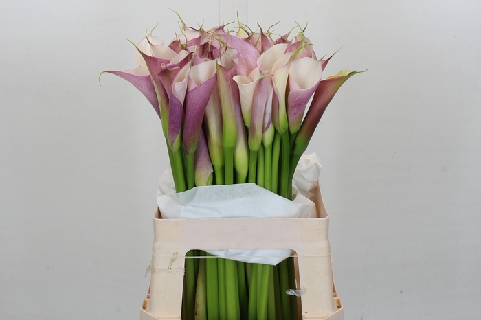 <h4>Zantedeschia Eydolls Purple White</h4>