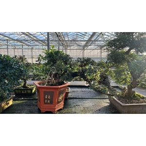 Zelkova parvifolia, 45 cm., cascade (single item)