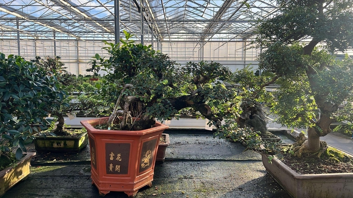 <h4>Zelkova parvifolia, 45 cm., cascade (single item)</h4>