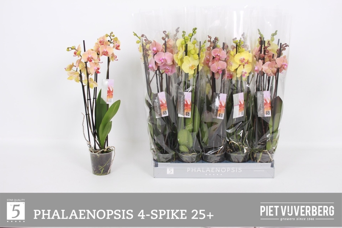 <h4>PHAL OV ORANJE</h4>