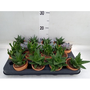 Succulents   ...mix 4