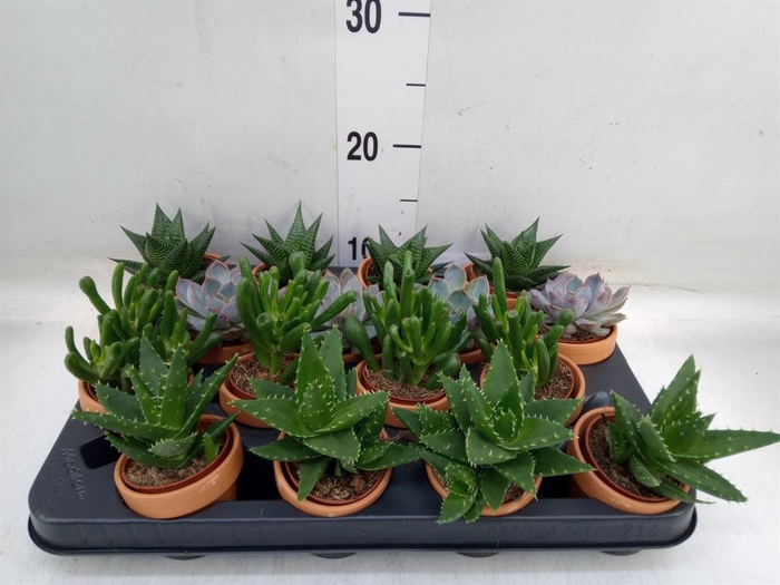 <h4>Succulents   ...mix 4</h4>