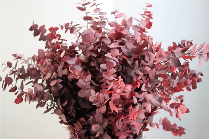 <h4>Euca Stuartiana Gestab. Rood</h4>