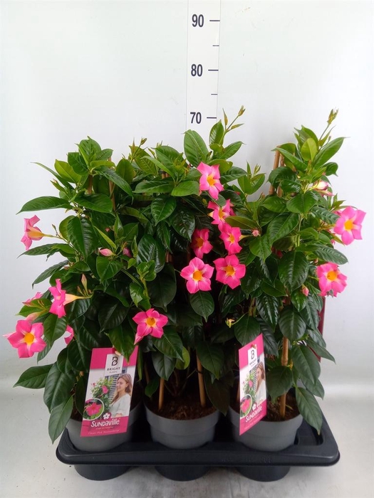 <h4>Mandevilla   ...</h4>