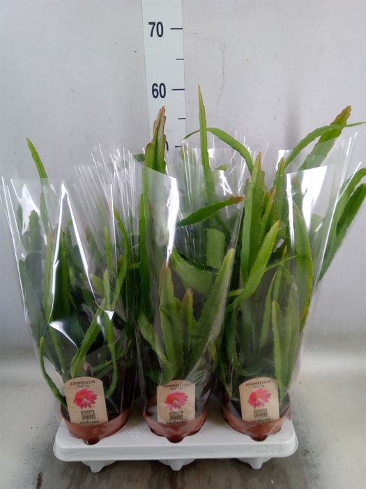 <h4>Epiphyllum   ...</h4>
