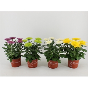Chrysant Anastasia Gemengd