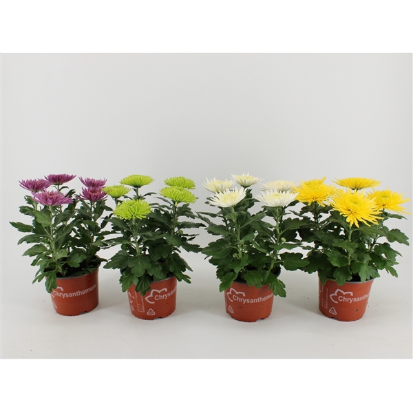 <h4>Chrysant Anastasia Gemengd</h4>