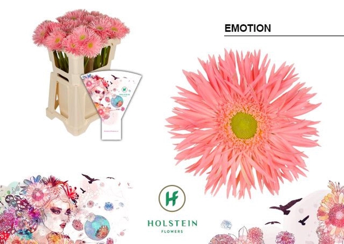 <h4>GERBERA GBS 'GERSPIDER EMOTION'</h4>