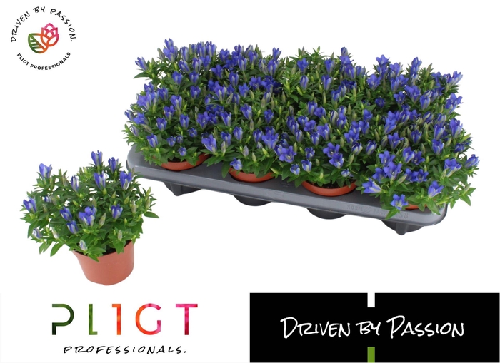<h4>Gentiana Luis Blue</h4>