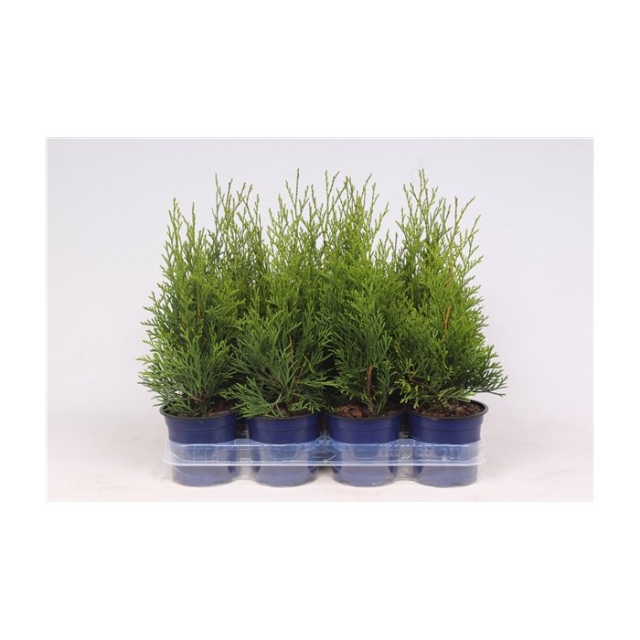 <h4>Thuja occidentalis 'Smaragd'</h4>