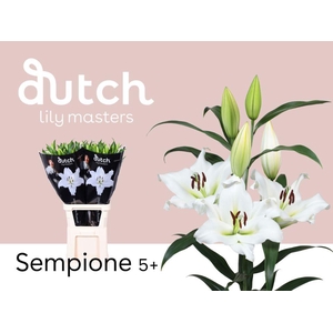 LI OT SEMPIONE 5+