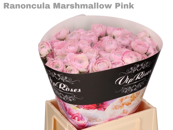 RAN OV MARSHMALLOW PINK