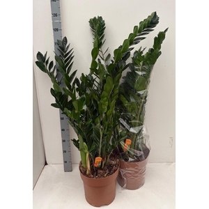 ZAMIO ZAMIIFOLIA