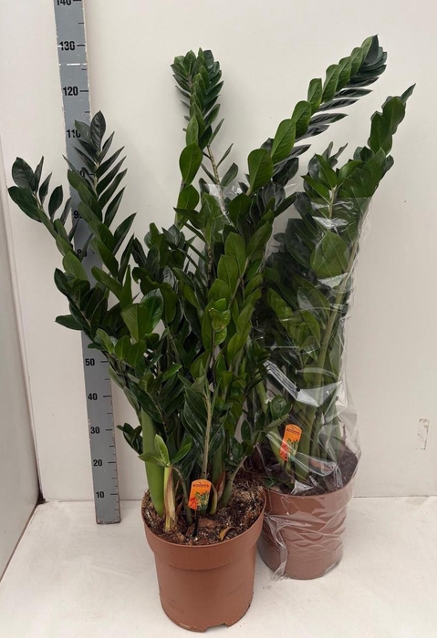 <h4>ZAMIO ZAMIIFOLIA</h4>
