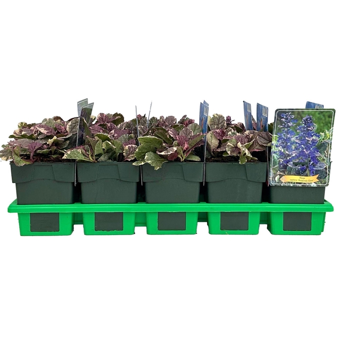 Ajuga