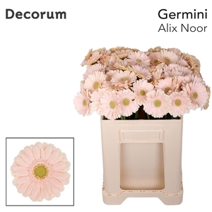 Ge Mi Alix-noor 07 CM,(NL),MPS B,(20)