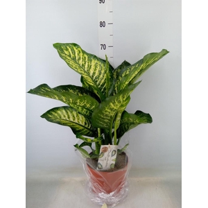 Dieffenbachia seg. 'Maroba'