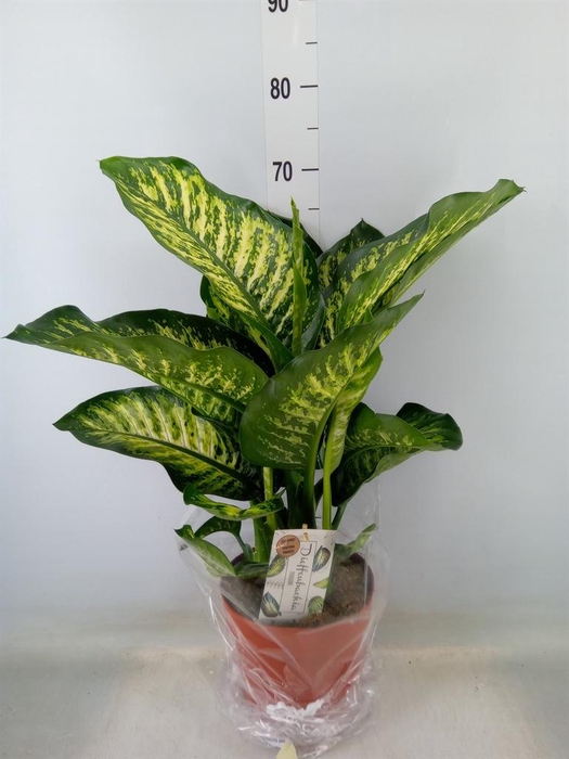 <h4>Dieffenbachia seg. 'Maroba'</h4>