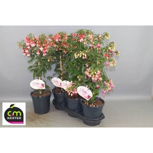 FUCHSIA OV