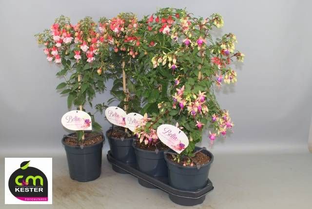<h4>FUCHSIA OV</h4>