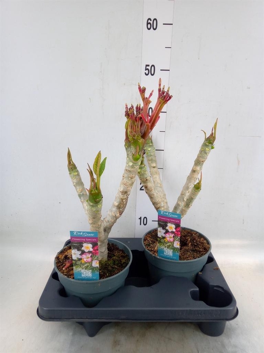 <h4>Plumeria alba</h4>