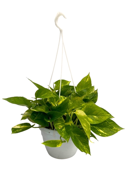 <h4>Scindapsus Aureus</h4>