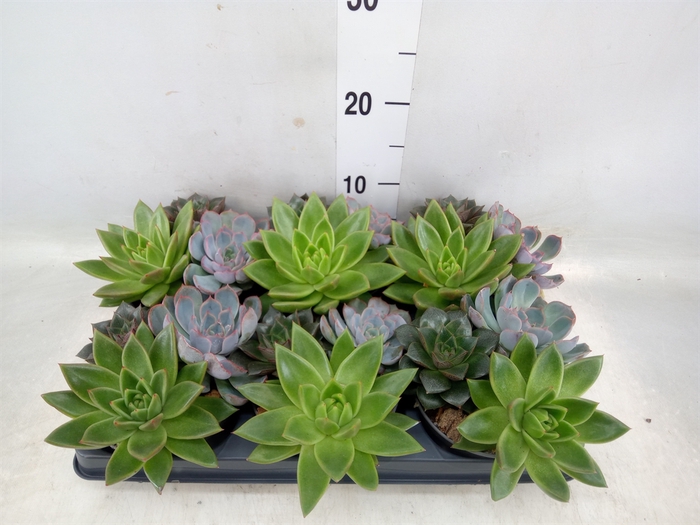 <h4>Echeveria   ...mix</h4>