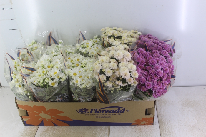 <h4>CRISANTEMO BOLA BELGA P11</h4>