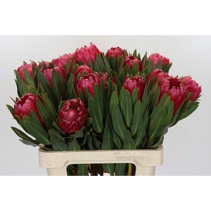Protea Brenda