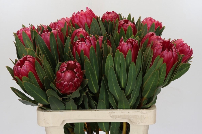 <h4>Protea Brenda</h4>