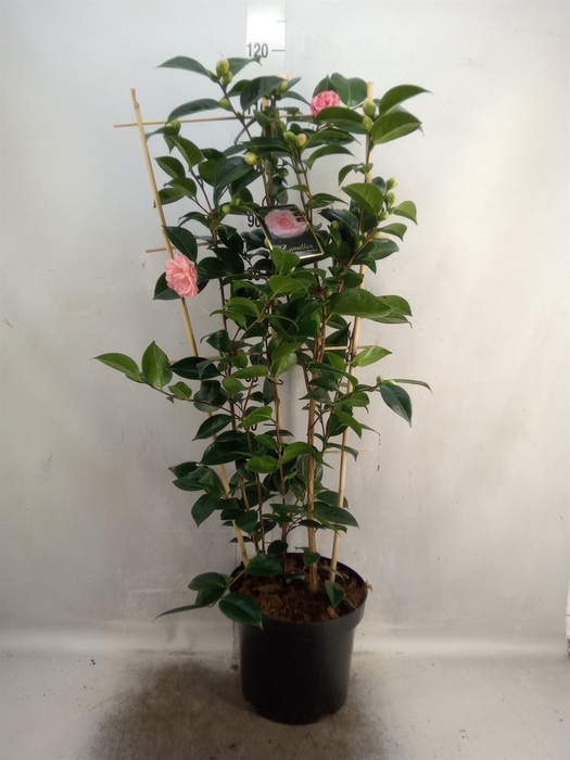 <h4>Camellia japonica 'WilliamBartlett'</h4>